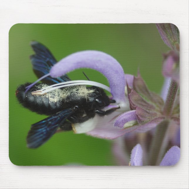 Mousepad Xylocopa iris (Frente)
