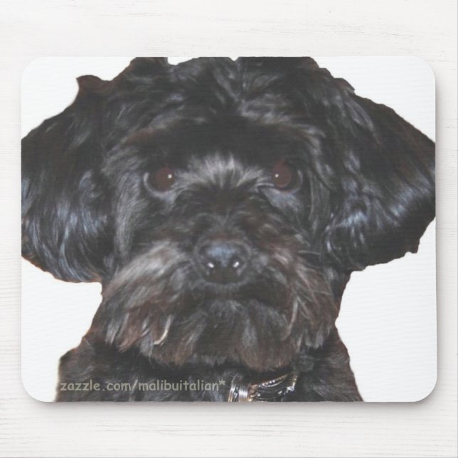 Mousepad Yorkshire Terrier-Poodle Mix (Frente)