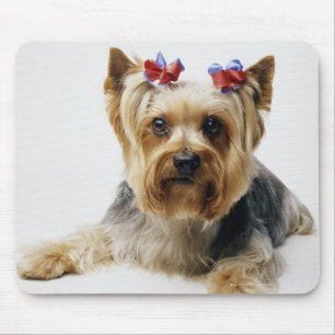 Mousepad Yorkshire terrier que veste arcos vermelhos