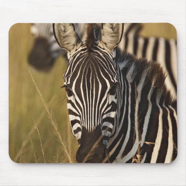 Mousepad Zebra de Burchell no capim alto de verão, Masai (Frente)