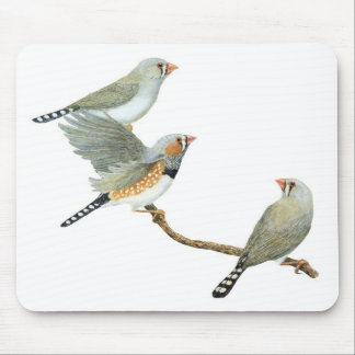Mousepad Zebra Finch Trio - Taeniopygia guttata