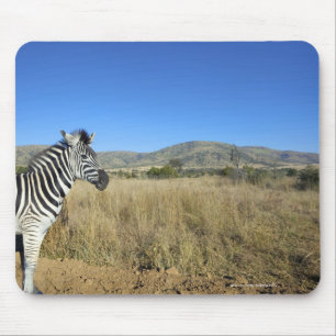 Mousepad Zebra na planície aberta, parque nacional de