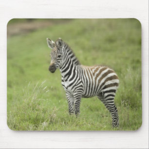 Mousepad Zebra nova na planície de Serengeti