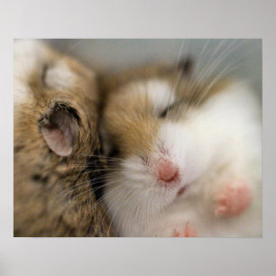 Mover para Bob Poster