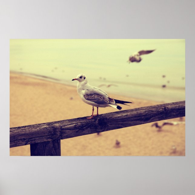 Möwe Ostsee Rügen Poster (Frente)