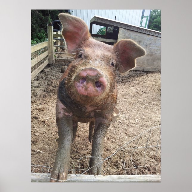 Muddy Pig Poster Funny (Frente)