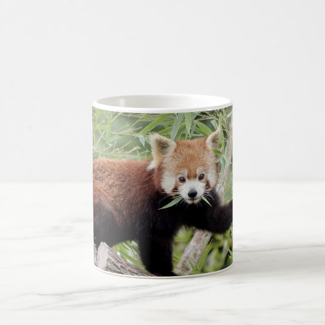 Mug Photo Red Panda, animais. caneca de café (Centro)