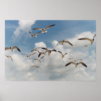 Muitas gaivotas Poster