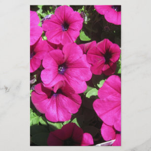 Muitas Petunias Puras