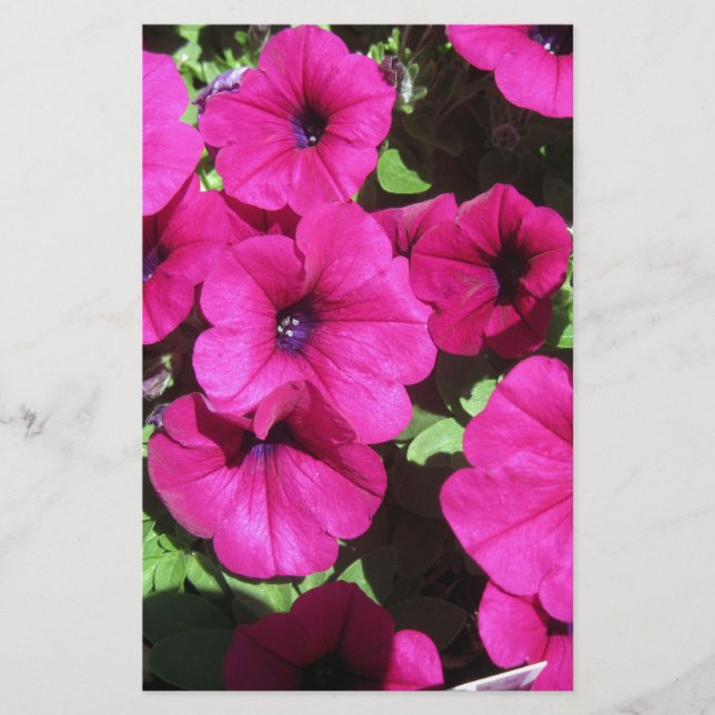 Muitas Petunias Puras (Frente)