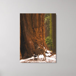 Mule Deer Canvas