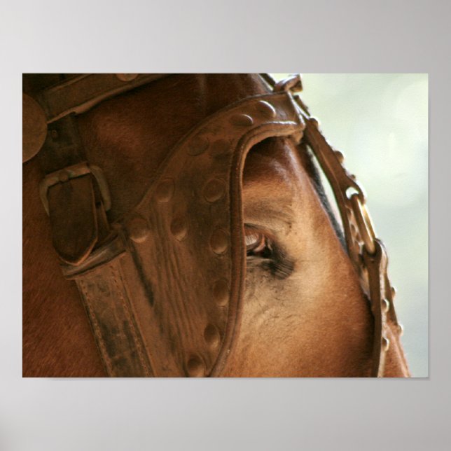 Mule Vermelho - Poster de Olho (Frente)