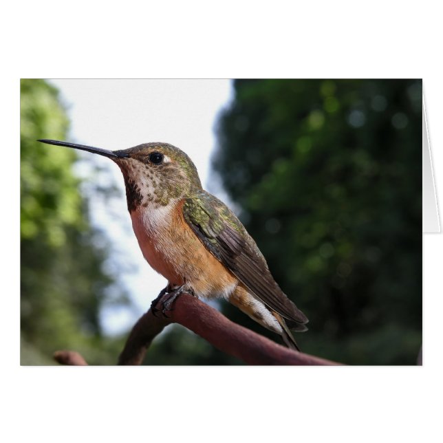 Mulher Rufous Hummingbird - Cartões (Frente Horizontal)