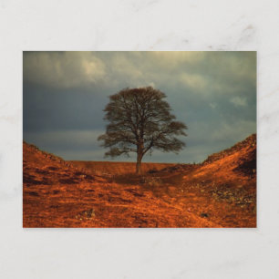 Muro de Adriano Sycamore Gap - Cartão postal