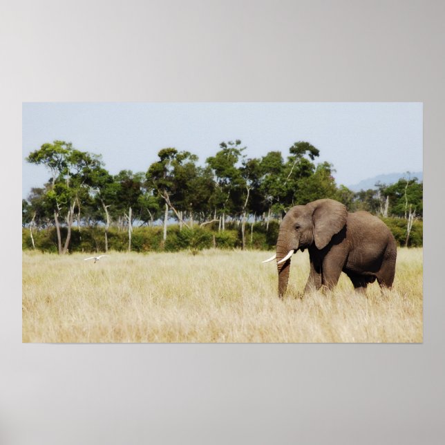 Muro de impressão de poster de Elefante Africano s (Frente)