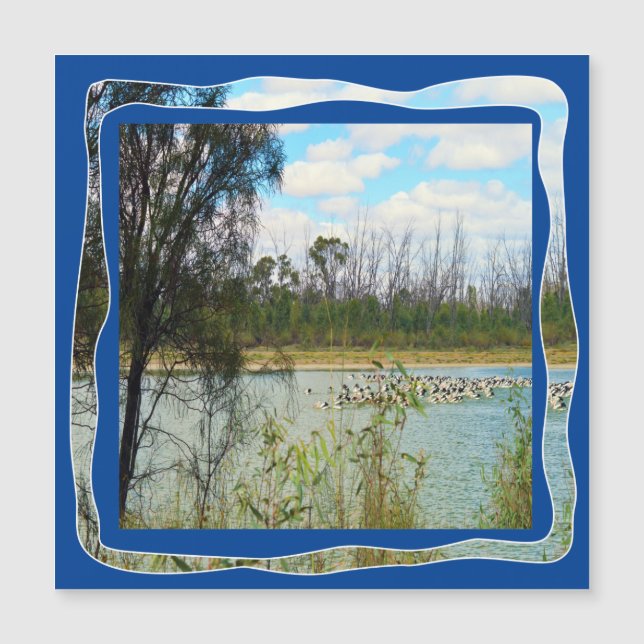 Murray, rio Pelican Flock, Austrália, (Frente)