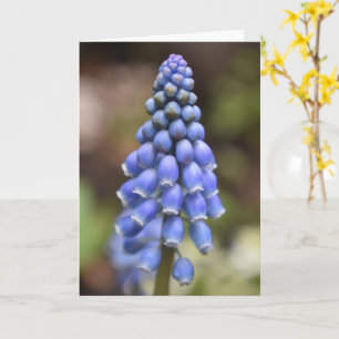 Muscari Armeniacum , Cartão Hyacinth de Uva