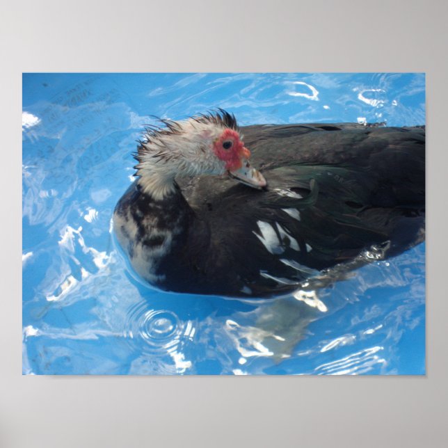Muscovy Duck Poster (Frente)