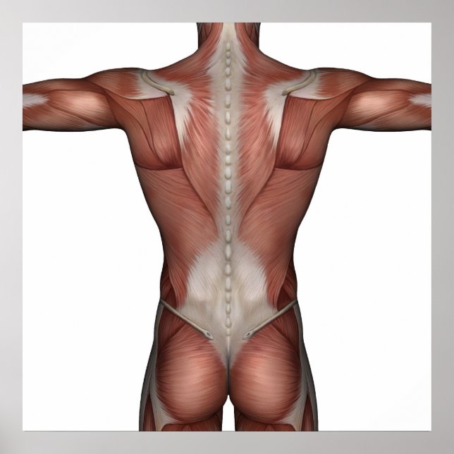 Músculo do homem poster (Frente)