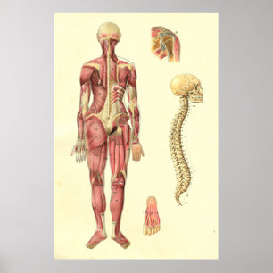 Músculo & poster fêmeas da anatomia da espinha