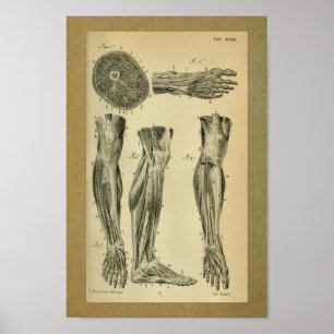 Músculos 1850 do pé do impressão da anatomia do