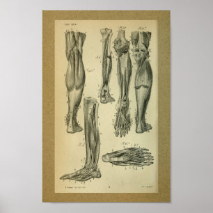 Músculos 1850 do pé do impressão da anatomia do