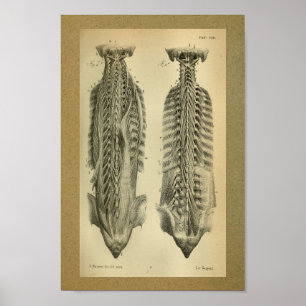 Músculos 1850 espinais do impressão da anatomia 