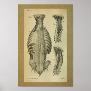 Músculos 1850 espinais do impressão da anatomia