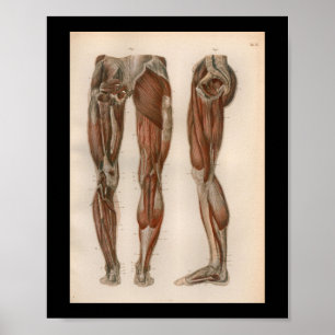 Músculos 1879 do pé do impressão da anatomia da