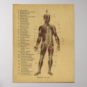 Músculos alemães do impressão da anatomia do