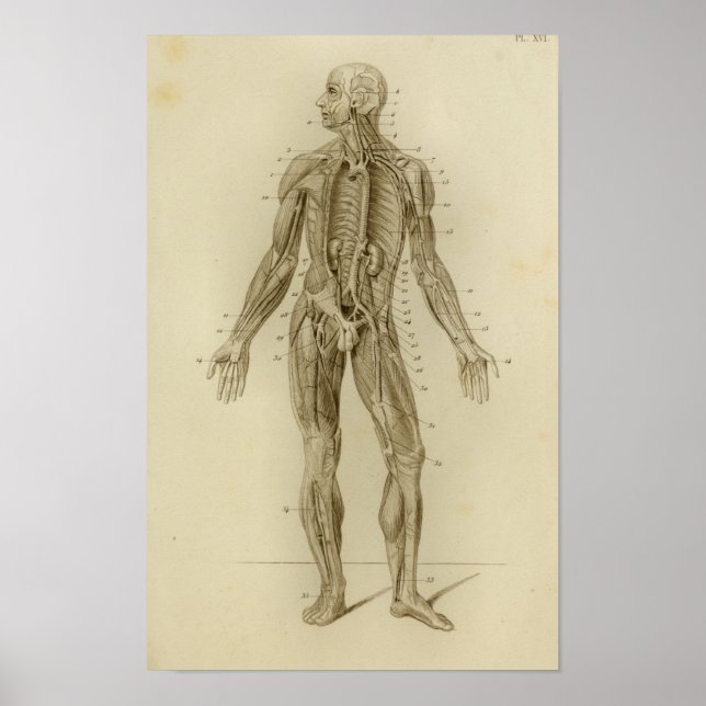 Músculos Artérias Anatomia Impressão Vintage (Frente)