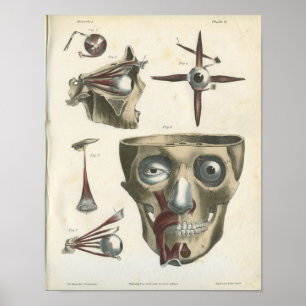 Músculos de olho e impressão da anatomia do crâ
