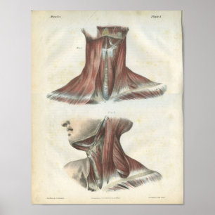 Músculos do impressão da anatomia do pescoço