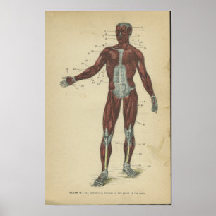 Músculos do impressão da anatomia do vintage