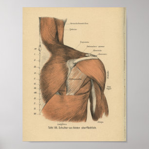 Músculos do ombro do impressão da anatomia do