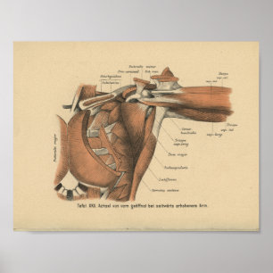 Músculos do ombro do impressão da anatomia do