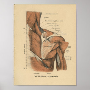 Músculos do ombro do impressão da anatomia do