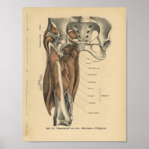 Músculos do pé do impressão da anatomia do alem