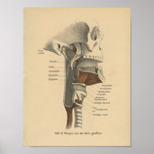 Músculos do pescoço de Impressão da Anatomia Human