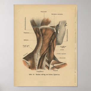 Músculos do pescoço do impressão da anatomia do