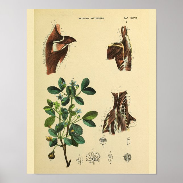 Músculos do pescoço do ombro Anatomia Impressão de (Frente)