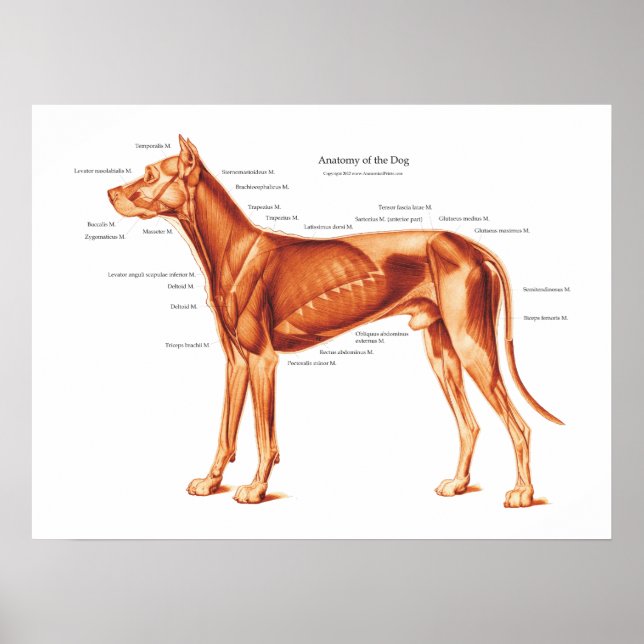 Músculos do Poster de Anatomia do Cão (Frente)