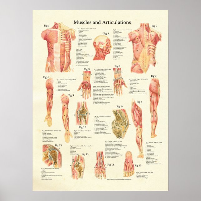 Músculos e Articulações Poster de Anatomia Humana (Frente)