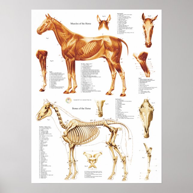 Músculos e Ossos do Poster da Anatomia do Cavalo 1 (Frente)
