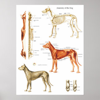 Músculos e Ossos do Poster de Anatomia do Cão 18 X