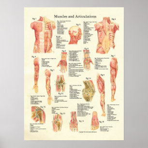 Músculos e poster humano da anatomia das