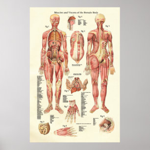 Músculos e Viscera do poster fêmea da anatomia