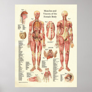 Músculos e Viscera do poster fêmea da anatomia