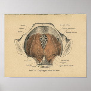 Músculos pélvicos do impressão da anatomia do
