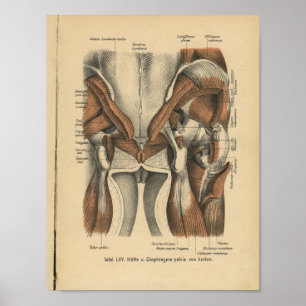 Músculos pélvicos do impressão da anatomia do
